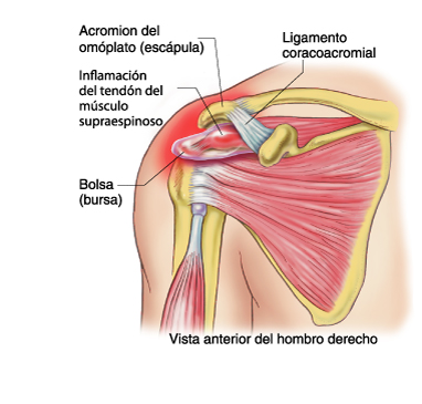 Vista anterior del hombro derecho